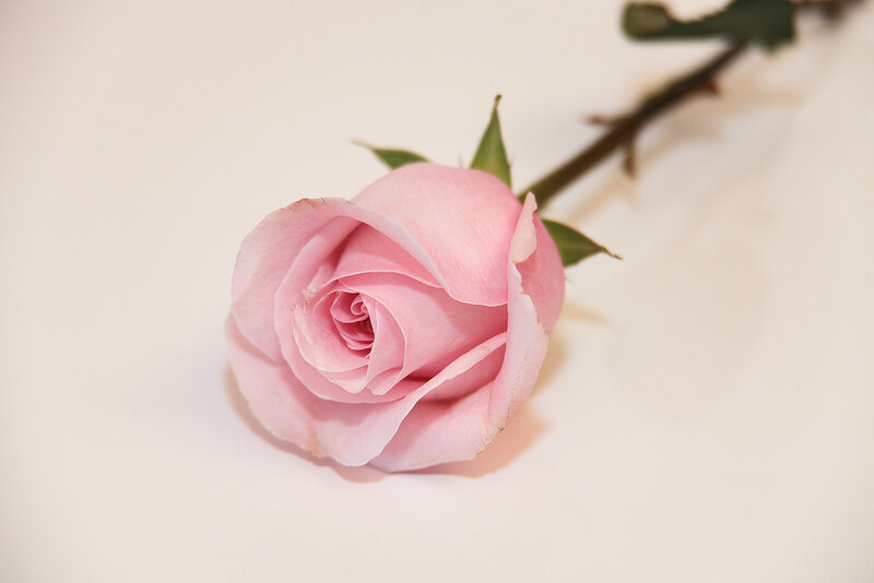 Pink Rose on White — Serene