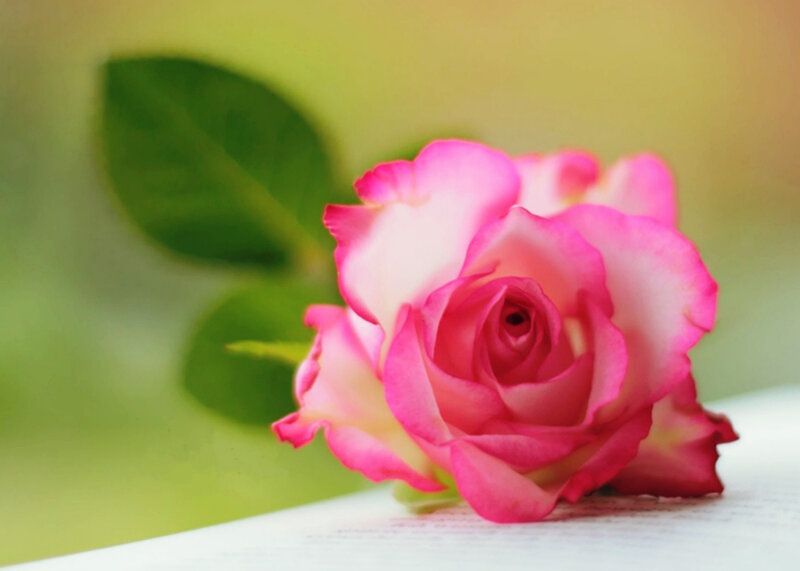 Pink Rose on White Surface — Calm, Photograph, Green Leaf
