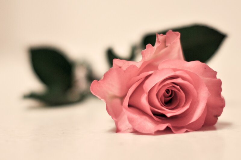 Pink Rose on White Surface — Calm