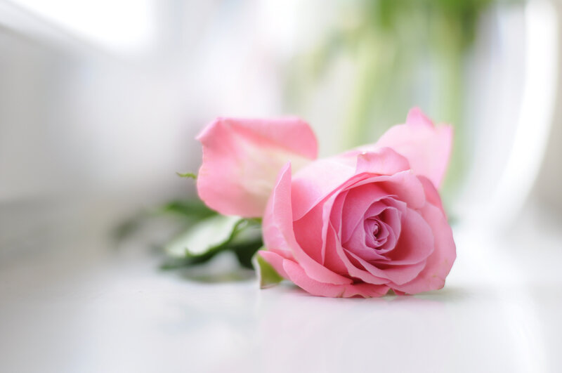 Pink Rose on White Surface — Serene, Photograph