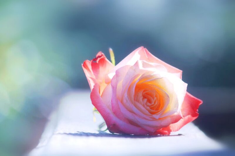 Pink Rose on White Surface — Serene