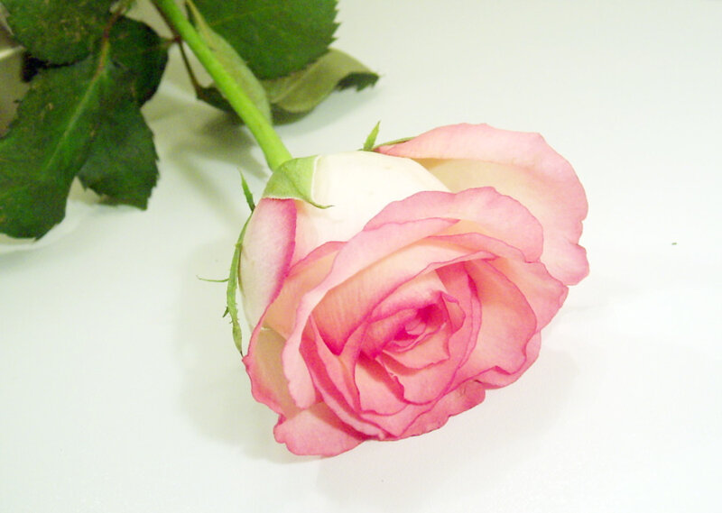 Pink rose on white surface