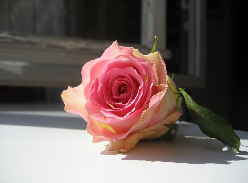 Pink Rose on Windowsill