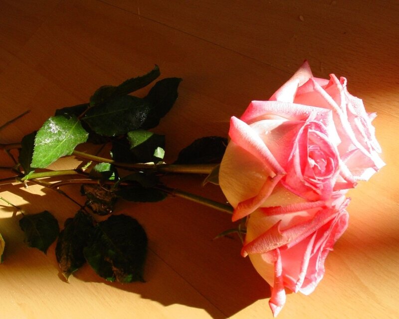 Pink Rose on Wood — Calm, Afternoon