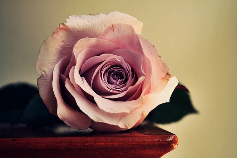Pink Rose on Wood — Calm, Photograph, Leaf