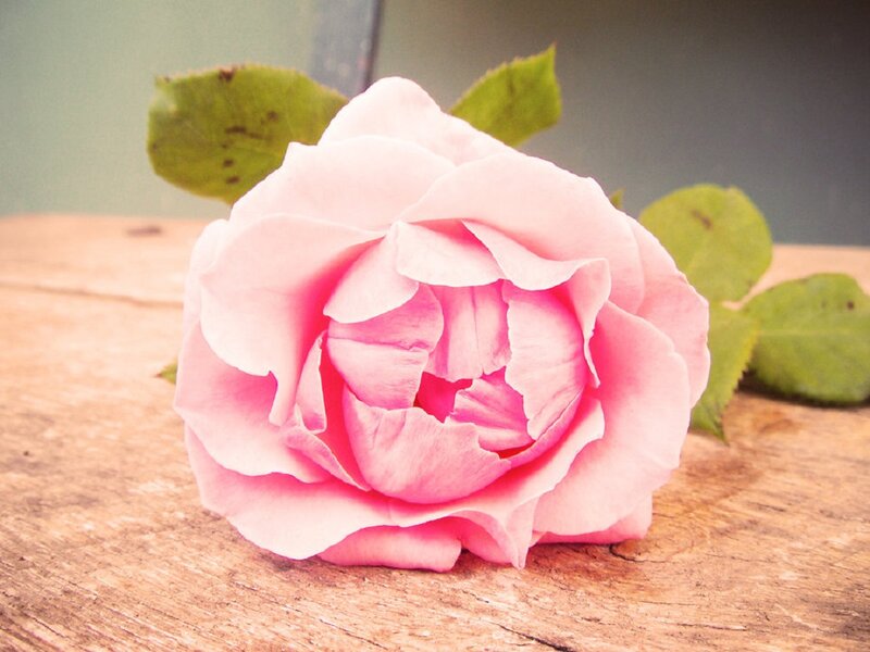 Pink Rose on Wood — Calm, Photograph, Wood Surface, Leaves