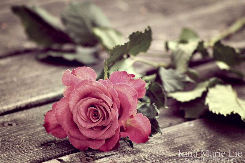 Pink Rose on Wood — Calm, Photograph, Wooden Surface