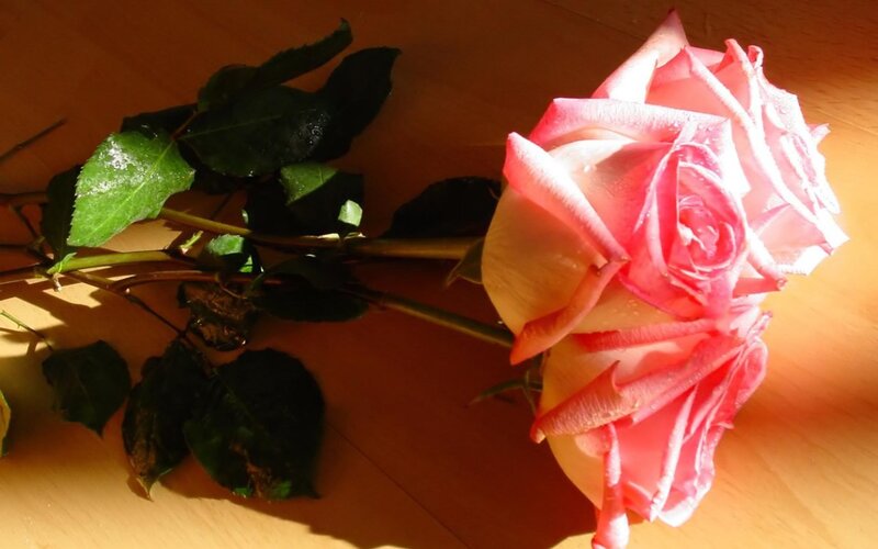 Pink Rose on Wood — Calm