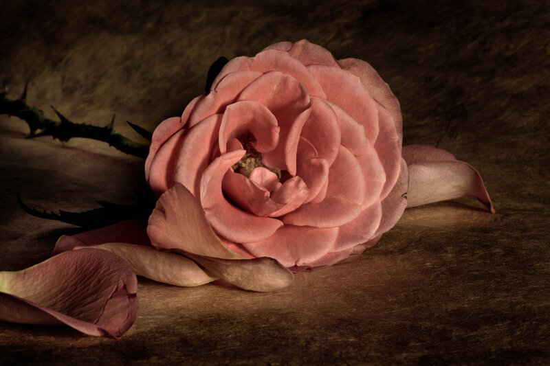Pink Rose on Wood — Dramatic, Photograph