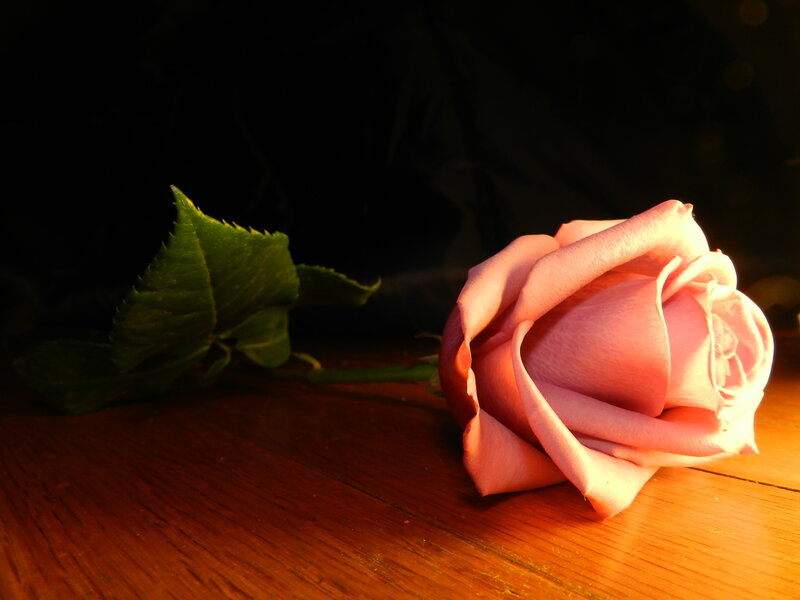 Pink Rose on Wood — Dramatic