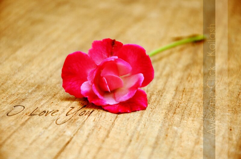 Pink Rose on Wood — Red