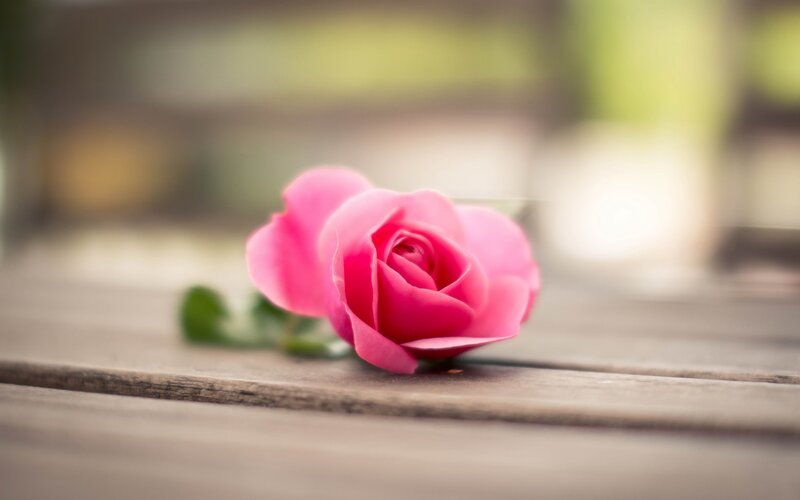Pink Rose on Wood — Serene, Afternoon, Photograph