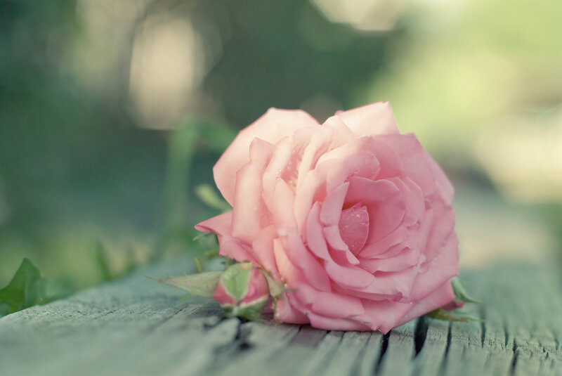 Pink Rose on Wood — Serene, Morning