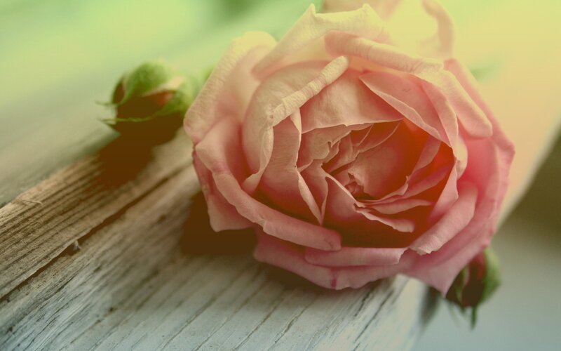 Pink Rose on Wood — Serene, Photograph, Bud, Green, Brown