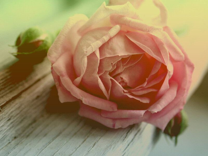 Pink Rose on Wood — Serene