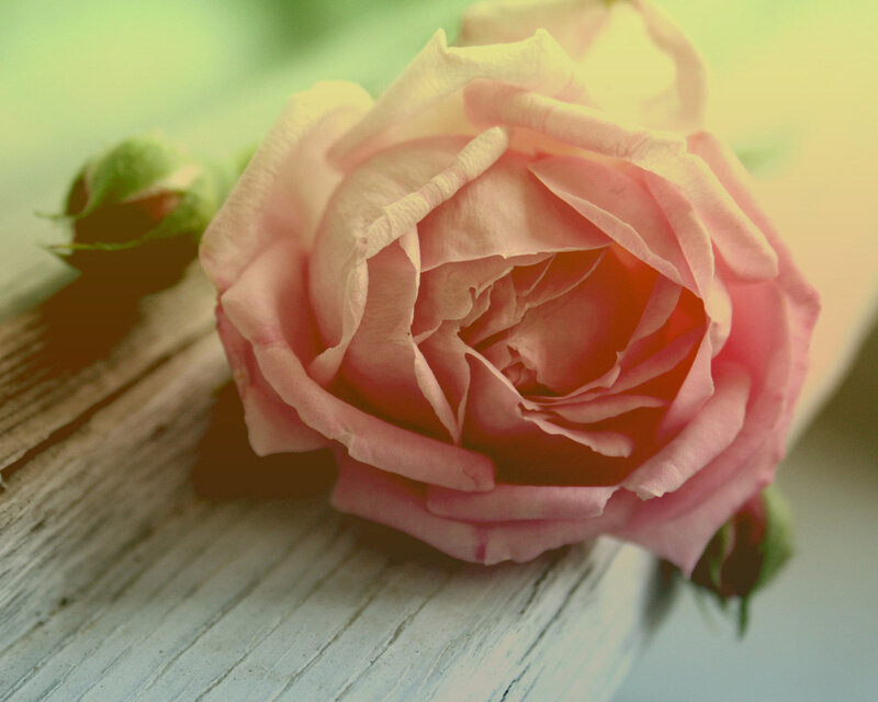 Pink Rose on Wood
