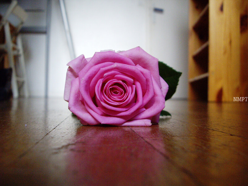 Pink rose on wooden floor