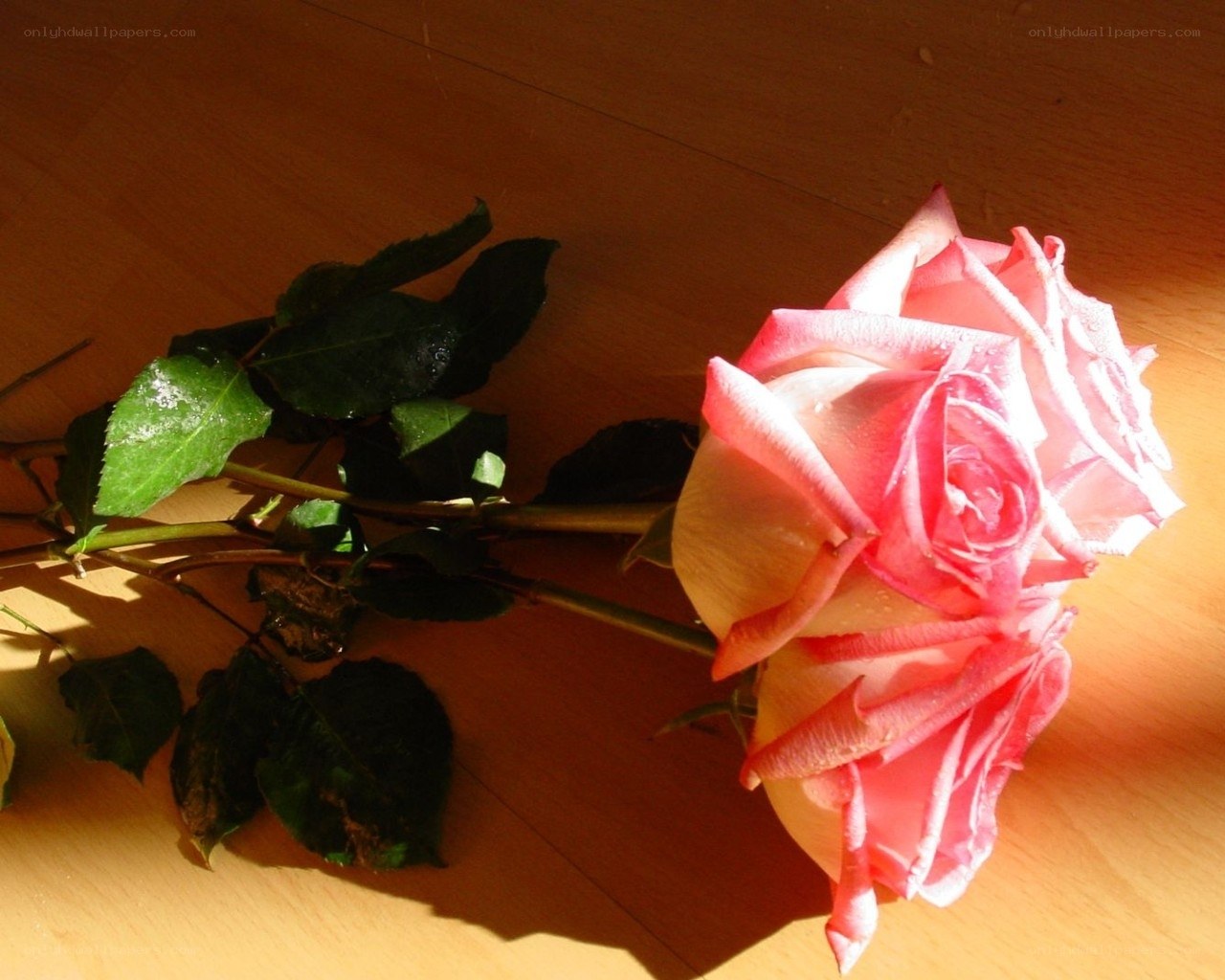 Pink rose on wooden surface