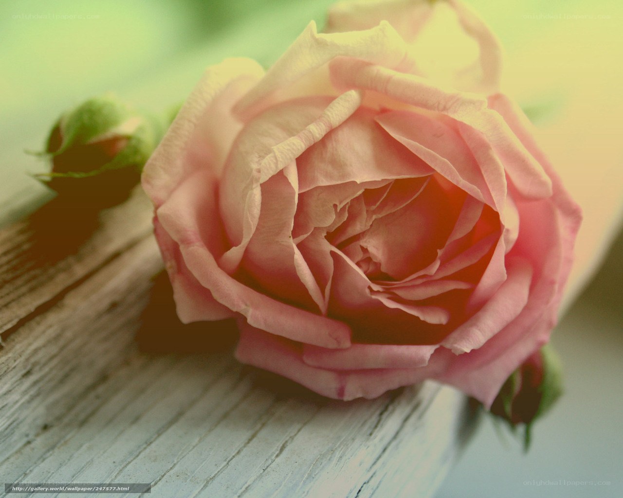 Pink rose on wooden surface