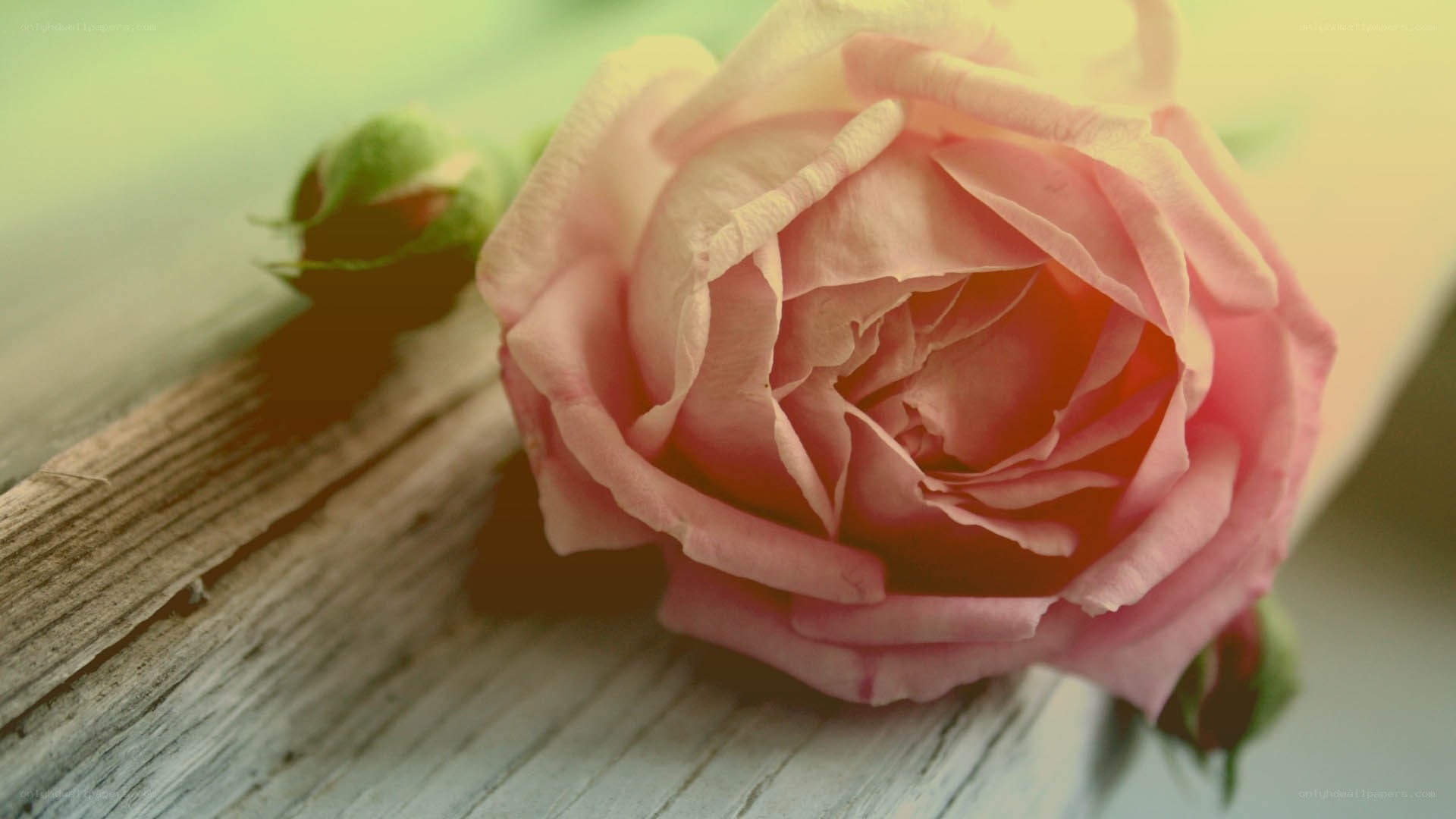 Pink rose on wooden surface