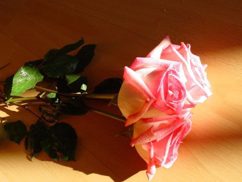 Pink rose on wooden surface