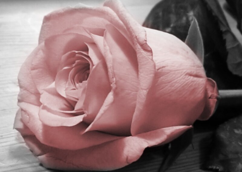 Pink rose on wooden surface