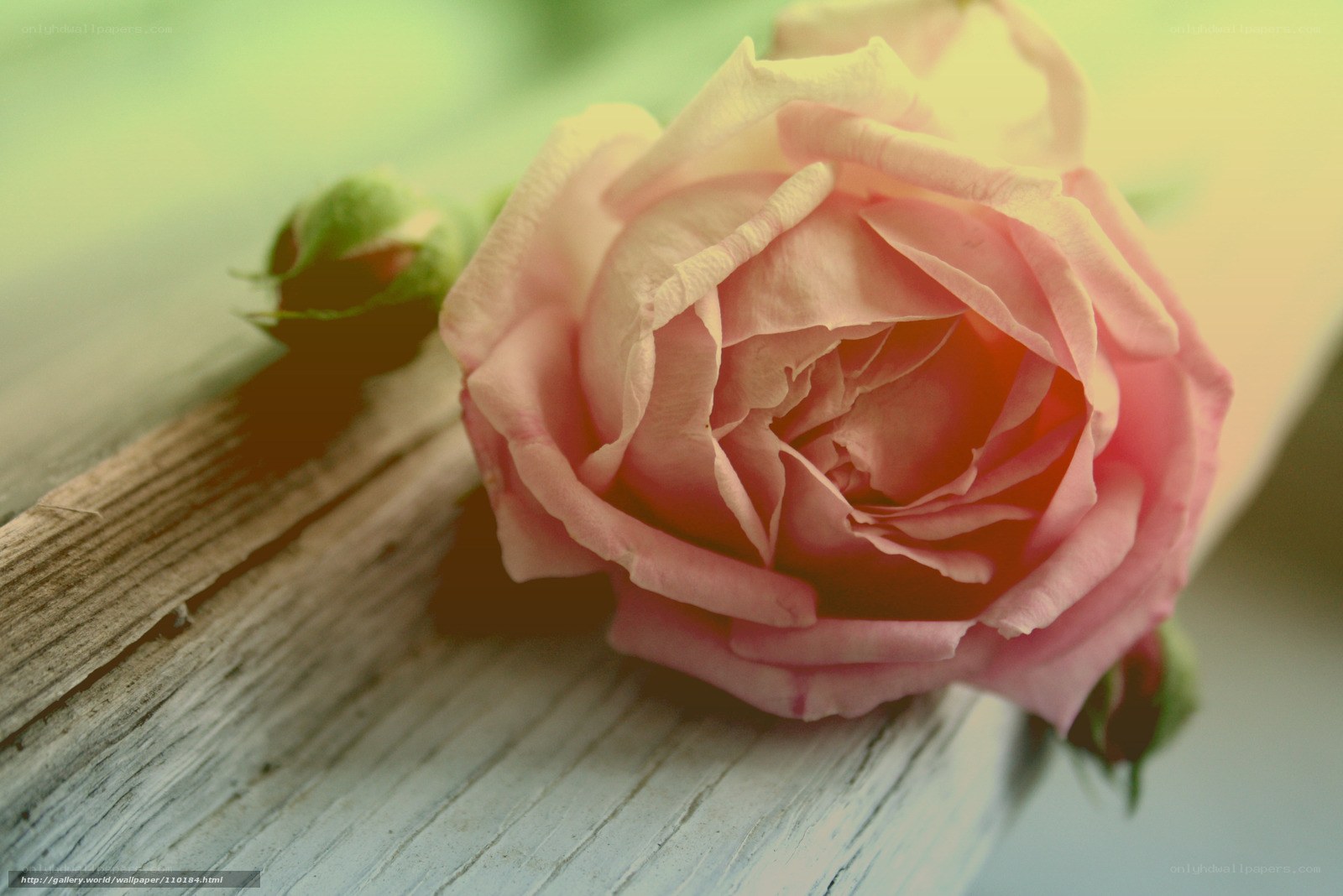 Pink rose on wooden surface