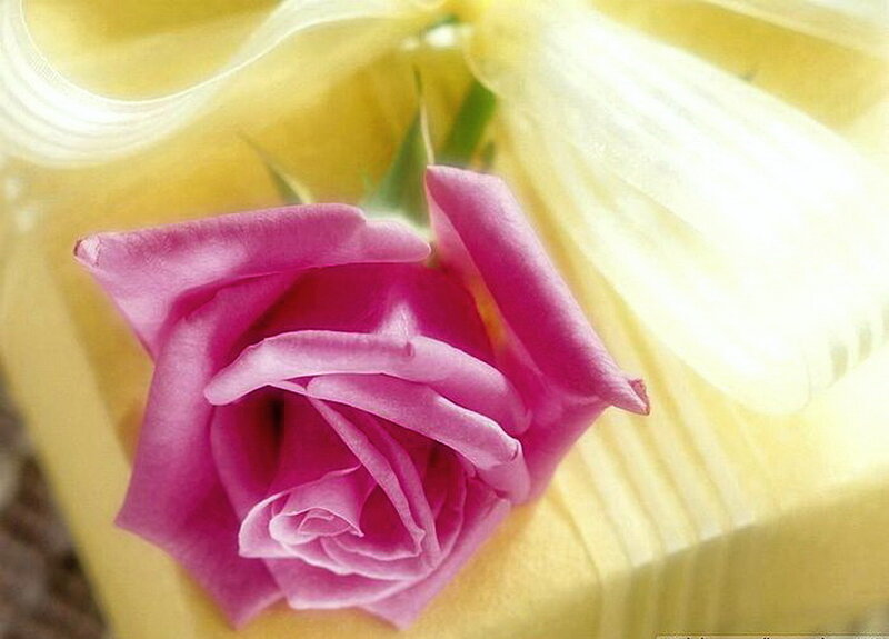 Pink Rose on Yellow Fabric