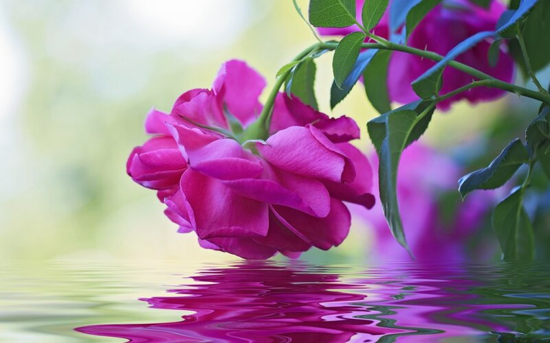 Pink Rose over Water