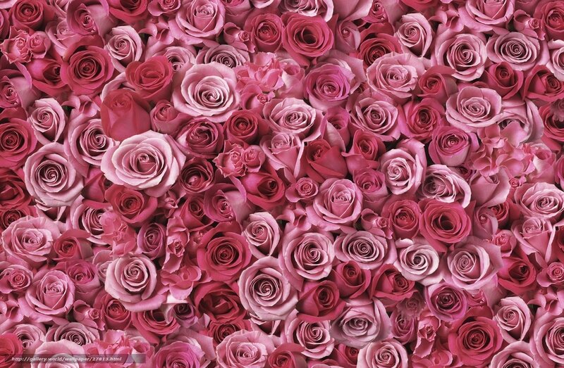 Pink rose pattern wallpaper