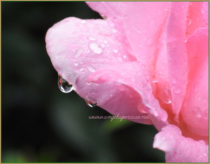 Pink Rose Petal — Serene