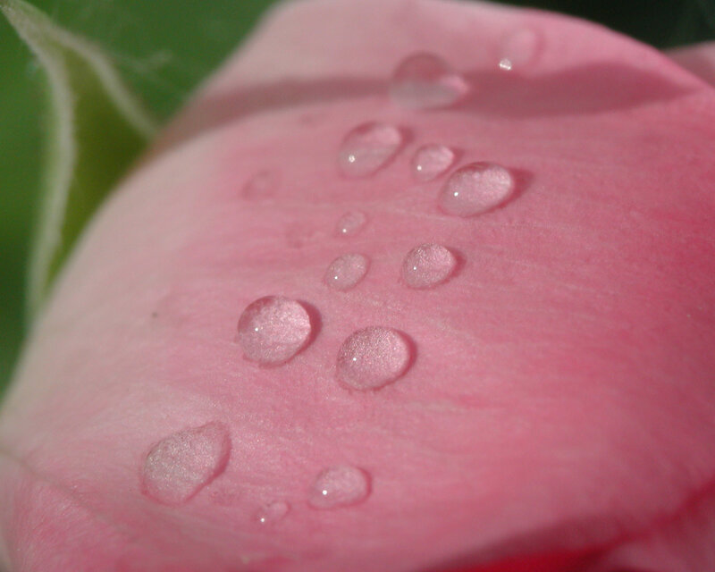 Pink Rose Petal
