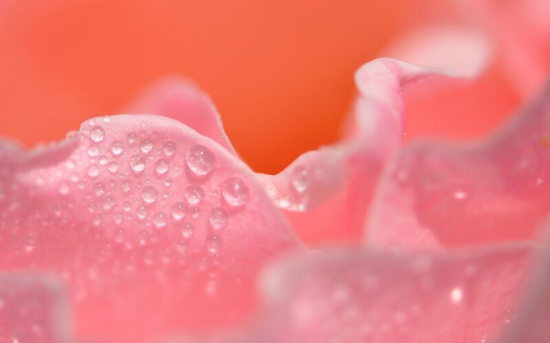 Pink rose petal with water droplets