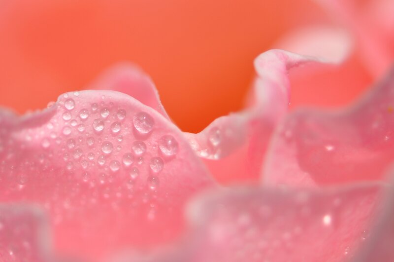 Pink rose petal with water droplets