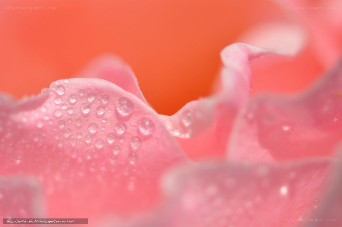 Pink rose petal with water droplets