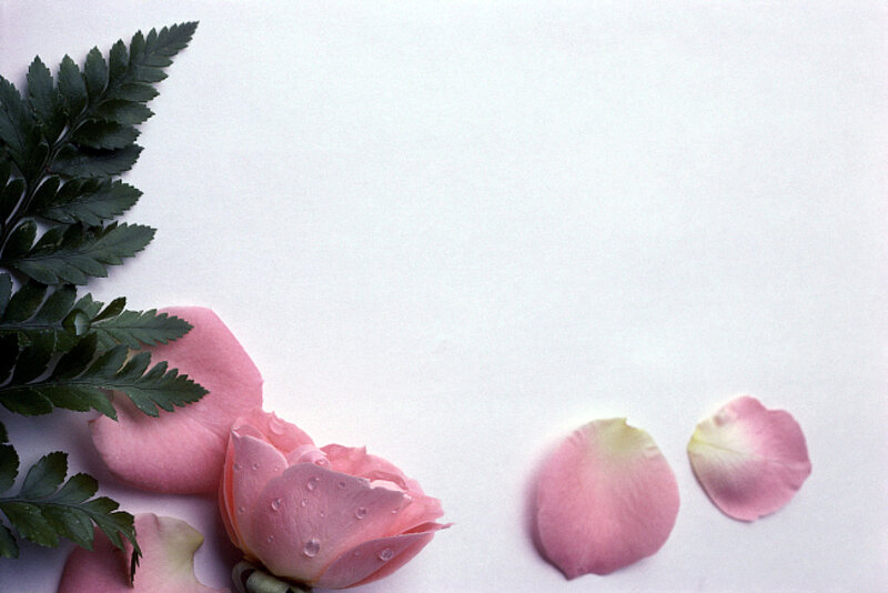 pink rose petals and fern