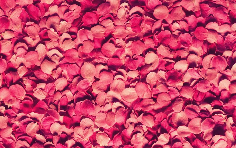 pink rose petals background