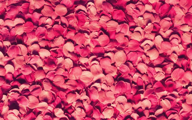 pink rose petals background