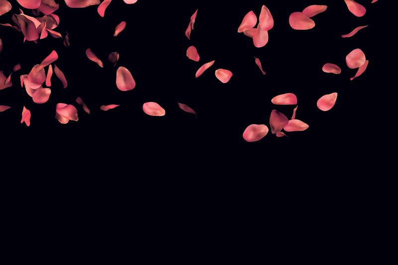 Pink Rose Petals — Black