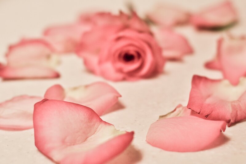 Pink Rose Petals — Calm, Photograph, Surface