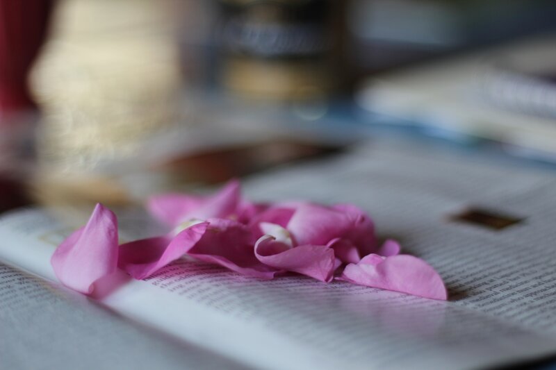 Pink Rose Petals — Calm, Photograph