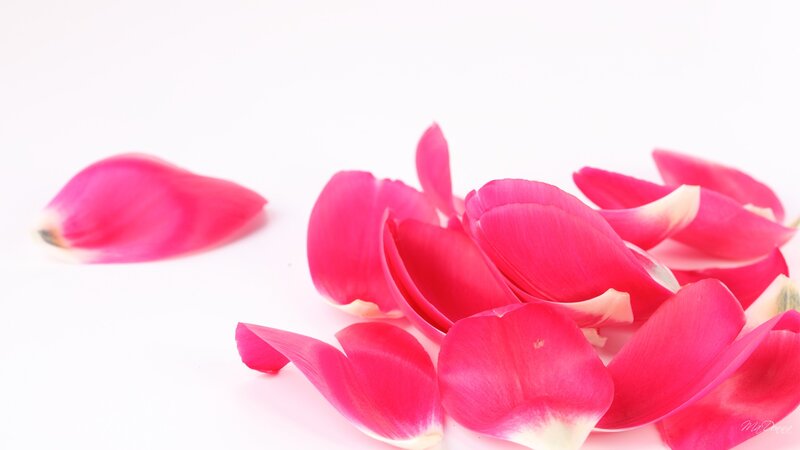 Pink Rose Petals — Calm, Photograph, White Background