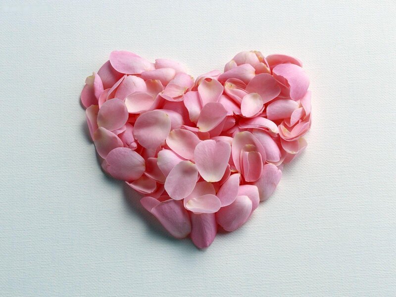 Pink Rose Petals — Calm