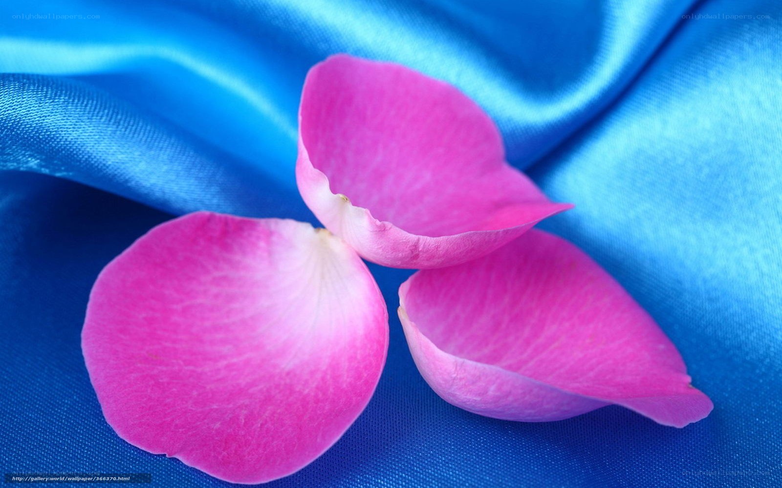 pink rose petals on blue fabric