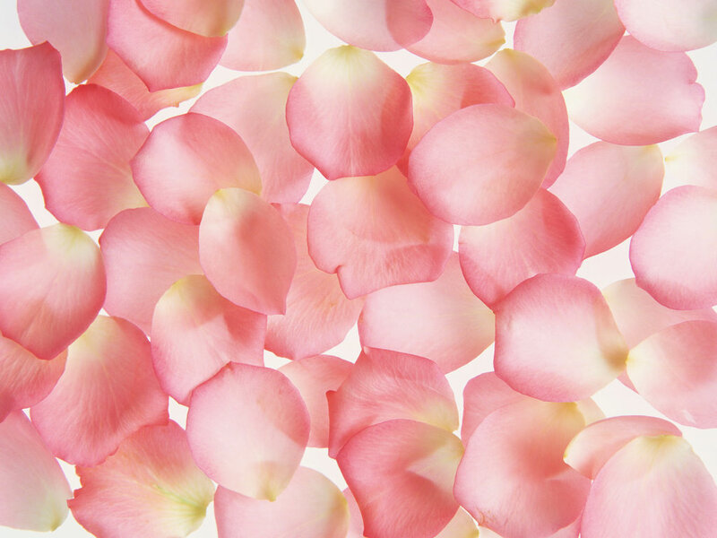 Pink Rose Petals — Photograph