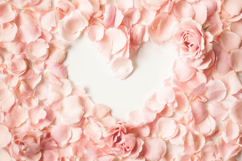 Pink Rose Petals — Romantic, Photograph