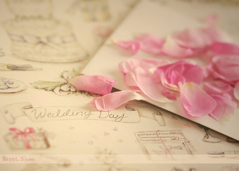 Pink Rose Petals — Romantic