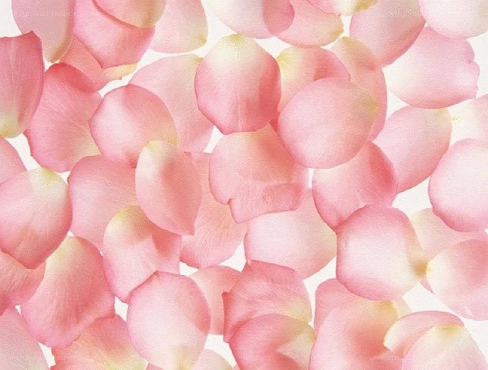 pink rose petals scattered