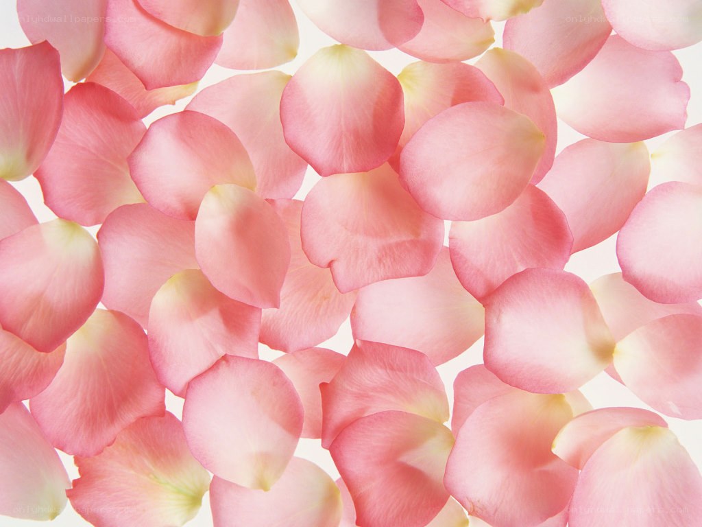 Pink rose petals scattered