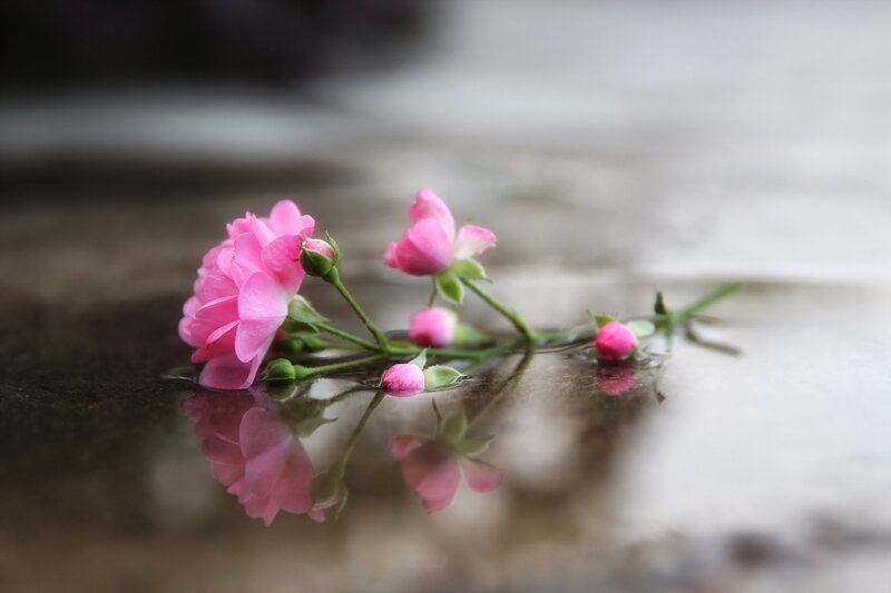 Pink Rose Petals — Serene, Photograph